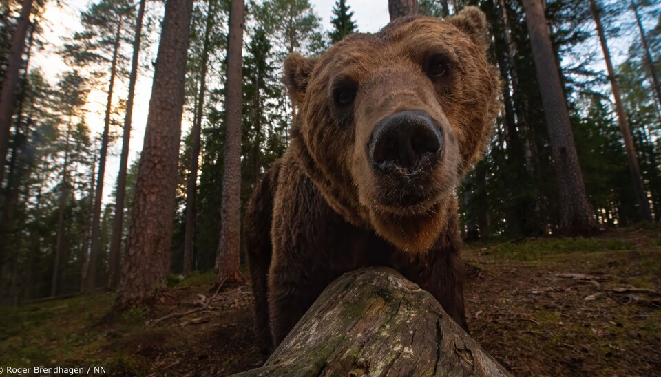 Roger Brendhagen stiftet nærkontakt med Bjørn under fotosafari i Finland. Roger Brendhagen stiftet nærkontakt med Bjørn under fotosafari i Finland.
