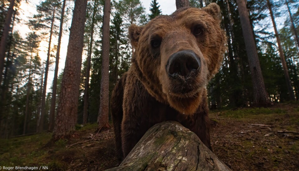 Roger Brendhagen stiftet nærkontakt med Bjørn under fotosafari i Finland.